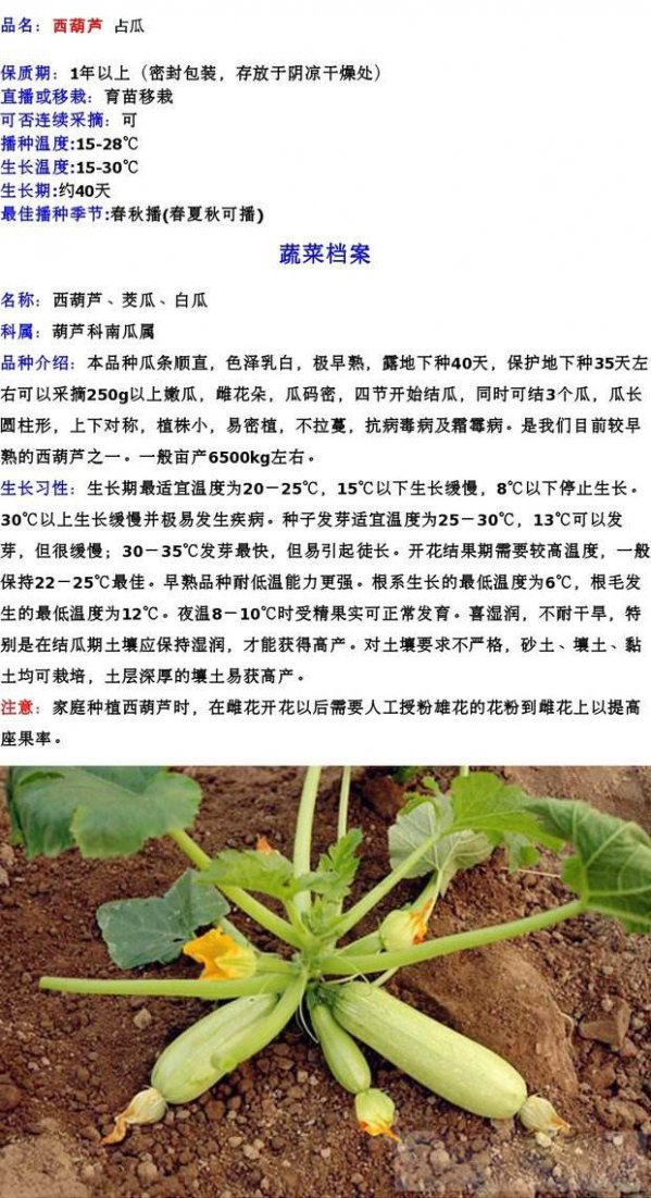 西葫芦的生长周期是多长时间