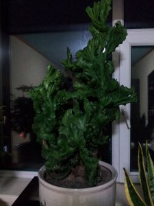麒麟花多久浇一次水 麒麟花需定期浇水