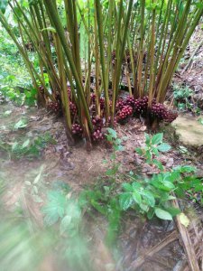 草果几年结果实 多年种植终有收获