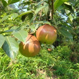 茶子树几年结果实 茶树几年结果实？