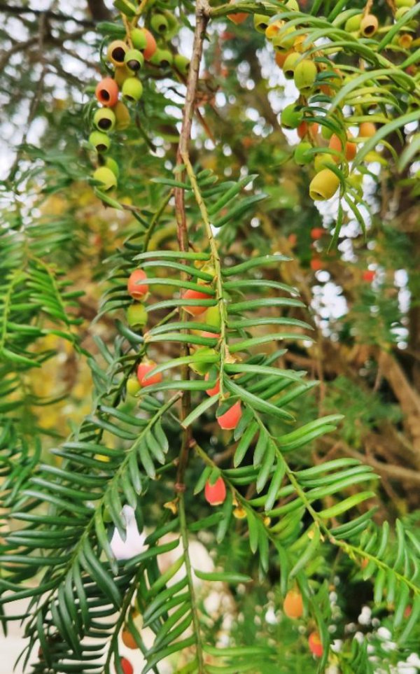 红豆杉几年结果实