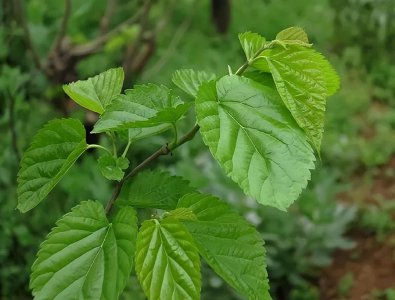 桑树的生长周期是多长时间 桑树需要多长时间才能生长成熟？