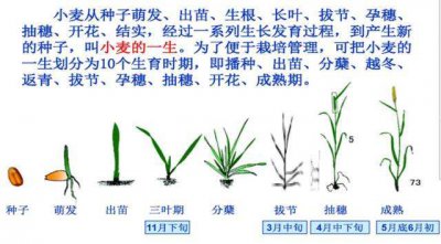 麦子的生长周期是多长时间 麦子长多久才能收割？