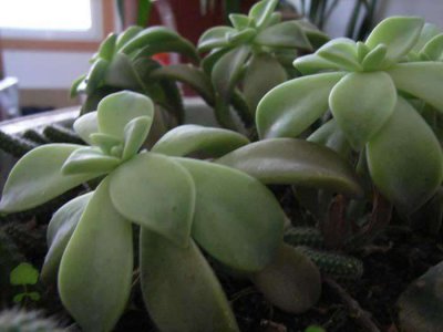 宝石花多久浇一次水 宝石花需定期浇水吗？