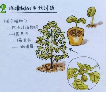 棕树的生长周期是多长时间 棕树需要多久才能生长成熟？