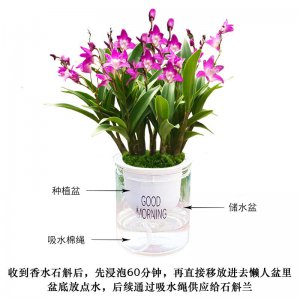 石斛花多久浇一次水 石斛花需定期浇水