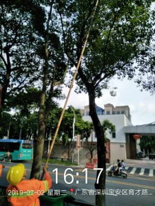 樟树什么时候剪枝合适 何时是适合修剪樟树的时机？
