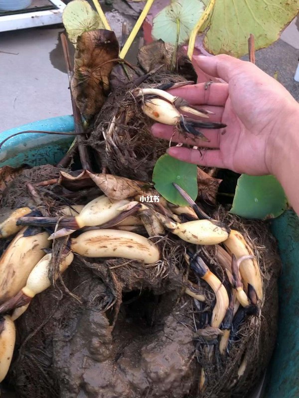 莲藕的生长周期是多长时间