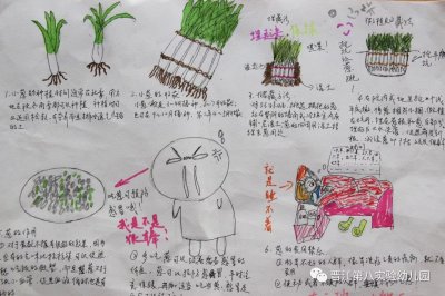 大葱的生长周期是多长时间 大葱需要多久才能生长？