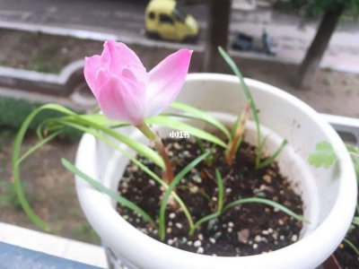 风雨兰多久浇一次水 风雨兰多久需浇水一次？