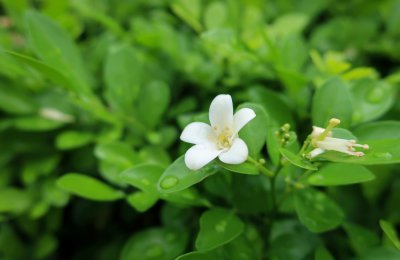 七里香多久浇一次水 七里香需定期浇水吗？