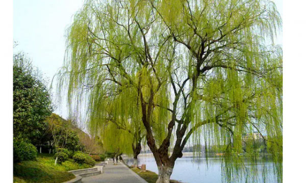 柳树多久浇一次水
