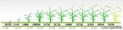 早稻的生长周期是多长时间 早稻生长需要多久？