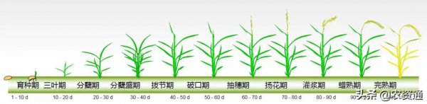 早稻的生长周期是多长时间