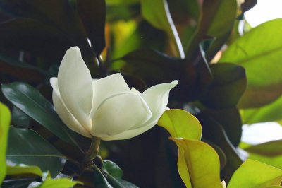 木兰的生长周期是多长时间 木兰需要多久才能完全生长？