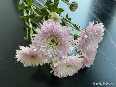 多头菊什么时候剪枝合适 何时是合适的多头菊剪枝时间？