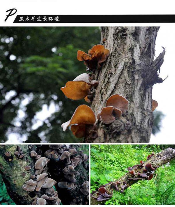 木耳的生长周期是多长时间