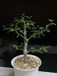 漆树的生长周期是多长时间 漆树需要多长时间才能生长？