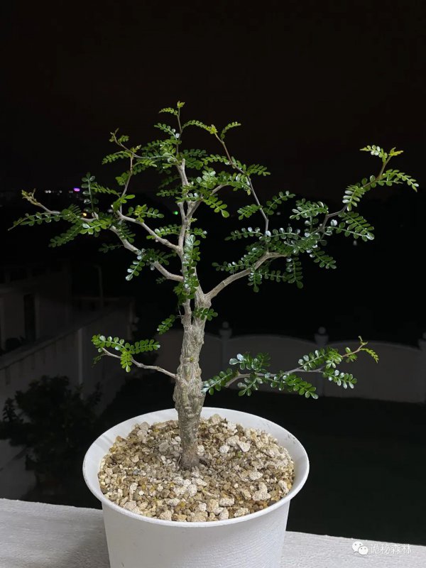 漆树的生长周期是多长时间