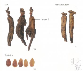丹参的生长周期是多长时间 丹参需要多久生长周期？