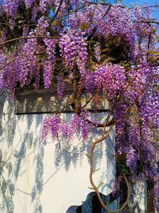 紫藤花多久浇一次水 紫藤花需定期浇水