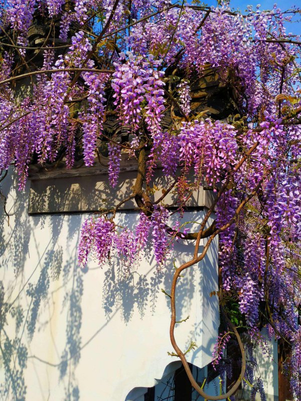 紫藤花多久浇一次水