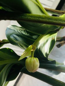 宝莲灯多久浇一次水 宝莲灯需要多久浇一次水？