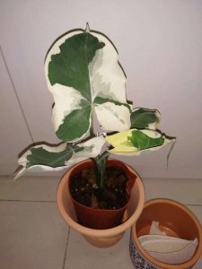 海芋多久浇一次水 海芋需定期浇水吗？