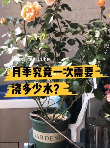 山地玫瑰多久浇一次水 山地玫瑰需定期浇水