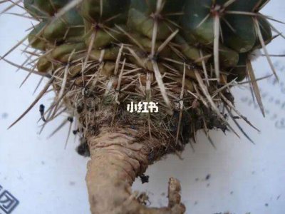 仙人掌几年结果实 仙人掌多久结果实