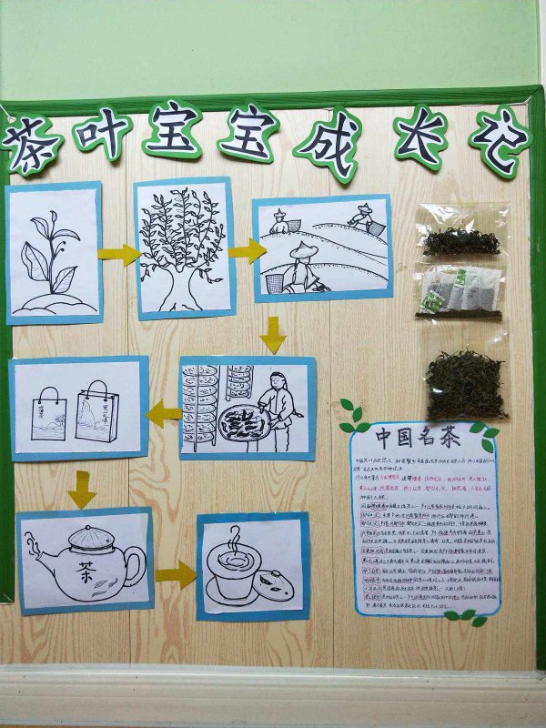 茶树的生长周期是多长时间