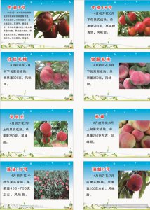 桃树的生长周期是多长时间 桃树需要多长时间才能成熟？