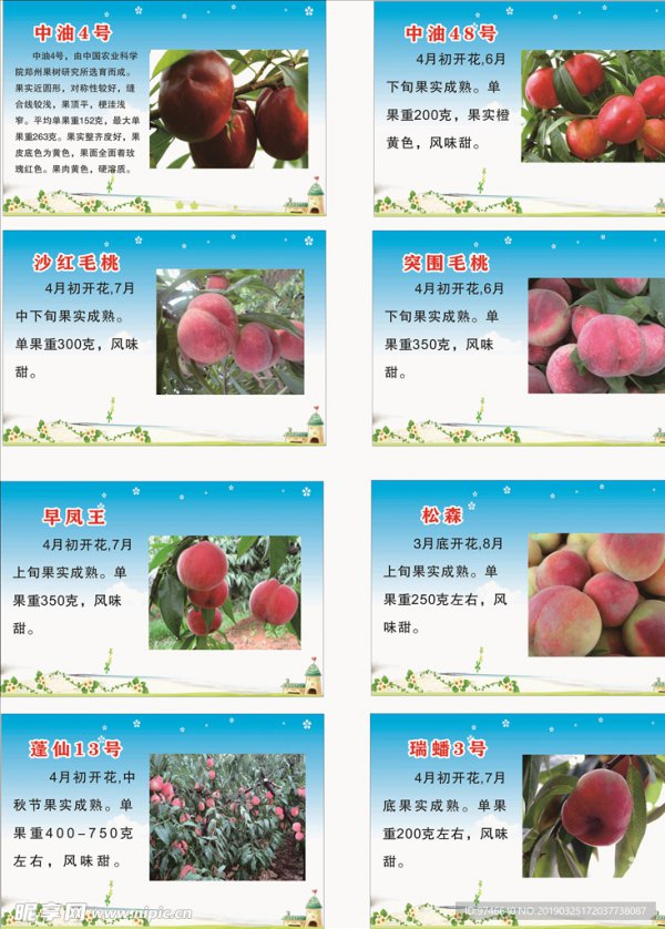 桃树的生长周期是多长时间