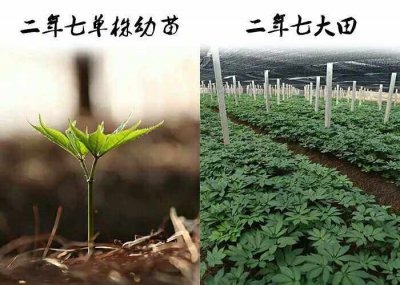 三七的生长周期是多长时间 三七植物的生长周期有多长？