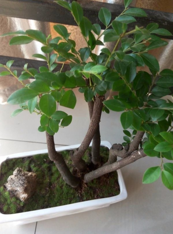 小叶紫檀的生长周期是多长时间