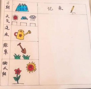 香草的生长周期是多长时间 香草需要多久才能生长成熟？