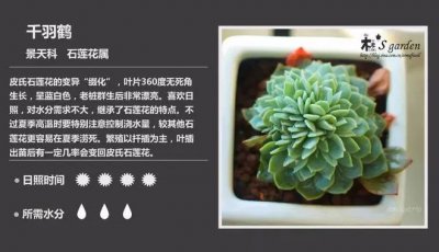 多肉的生长周期是多长时间 多肉植物的生长周期有多长时间？