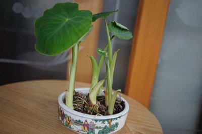 芋头可以盆栽吗 芋头适合盆栽吗？