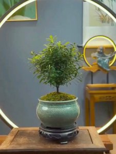 金丝楠木可以盆栽吗 金丝楠木适合盆栽吗？