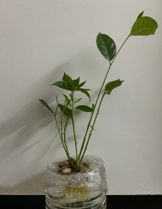 菠萝蜜可以盆栽吗 菠萝蜜适合盆栽吗？