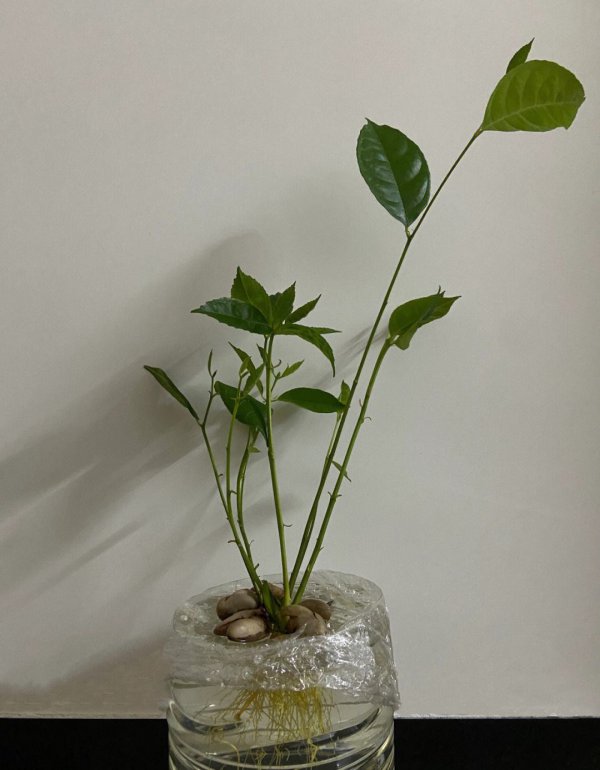 菠萝蜜可以盆栽吗