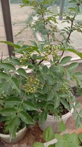 花椒树可以盆栽吗 花椒树适合盆栽吗？