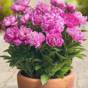 芍药可以盆栽吗 芍药适合盆栽吗？