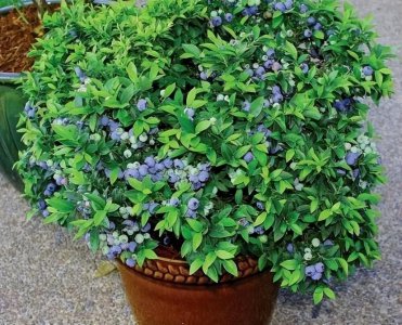 蓝莓可以盆栽吗 可否在盆栽中种植蓝莓？盆栽蓝莓可行吗？