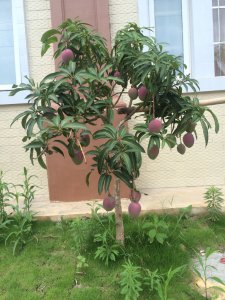 芒果树可以盆栽吗 芒果树适合在盆栽中种植吗？