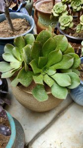 多肉法师多久浇一次水 多肉植物需要多久浇一次水？