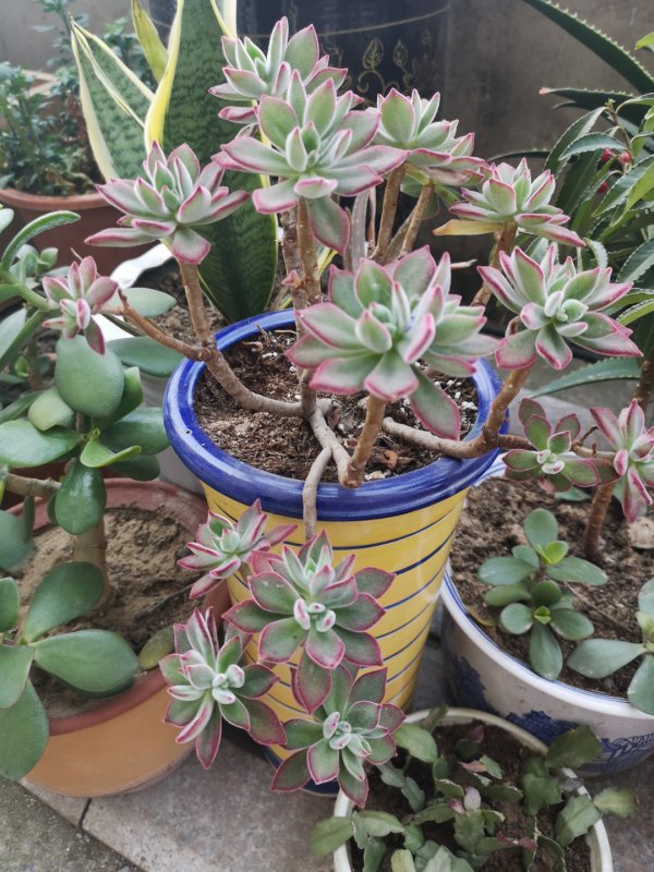 锦晃星多久浇一次水