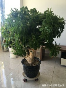 麒麟掌多久浇一次水 麒麟掌需要多久浇水一次？
