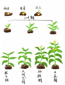 甜玉米的生长周期是多长时间 甜玉米需要多久才能生长？