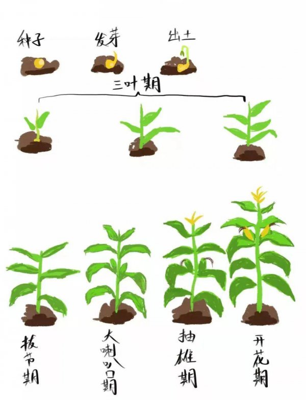 甜玉米的生长周期是多长时间